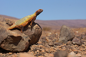 Uromastyx acanthinura nigerima